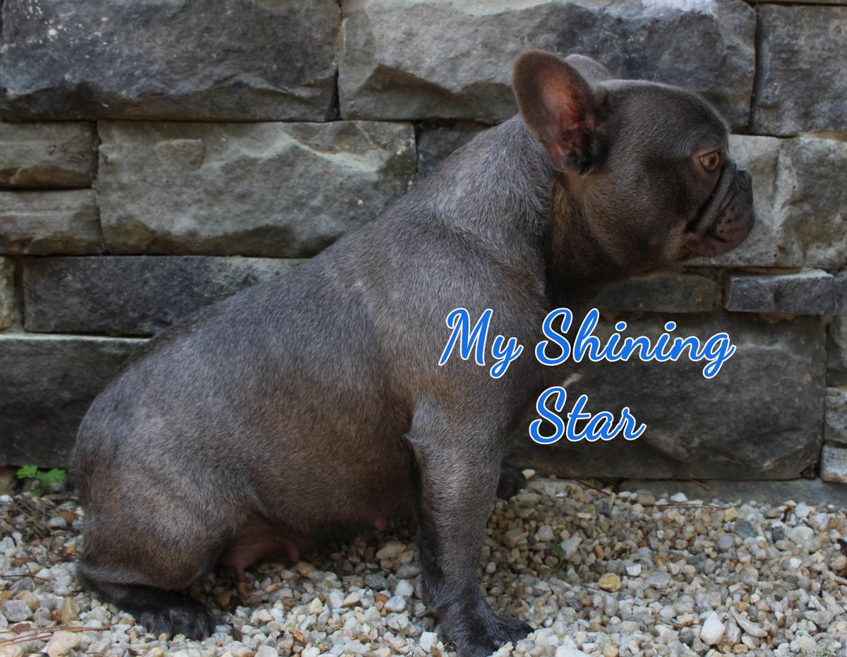 South'n Terr Frenchies My Shining Star | French Bulldog 