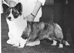 Davenitch Shiloh Luca ROMg | Cardigan Welsh Corgi 