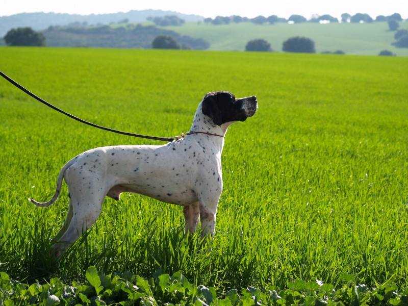 Flok della Vertematese | Pointer 