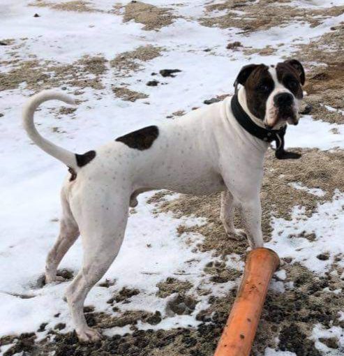 Lindgren's Notos | American Bulldog 