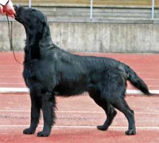 Toffedreams Costa Nada | Flat-Coated Retriever 