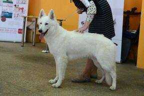 Atlayn's Di | White Swiss Shepherd Dog 