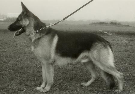 Claus vom Königsbruch | German Shepherd Dog 