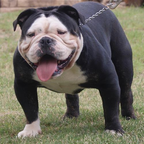 Texas Geez' King Koopa | Olde English Bulldogge 