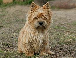 Lady Tivoli from Fra-Joo´s Home | Norwich Terrier 