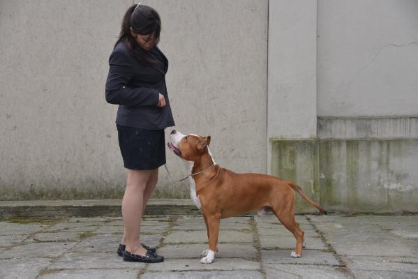 Devil fraja by strong quality | American Staffordshire Terrier 