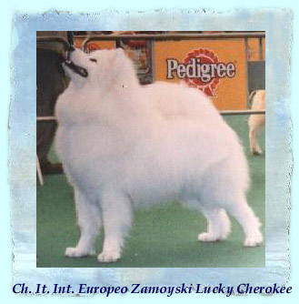 Zamoyski Challenger | Samoyed 