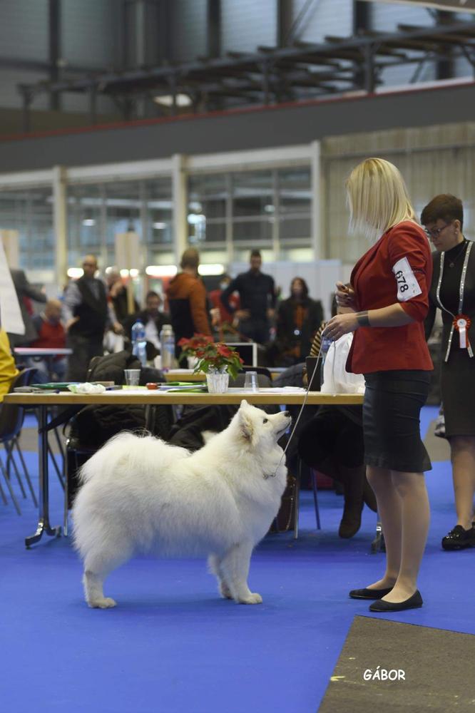 Jade Snowball of White Siberiansuny | Samoyed 