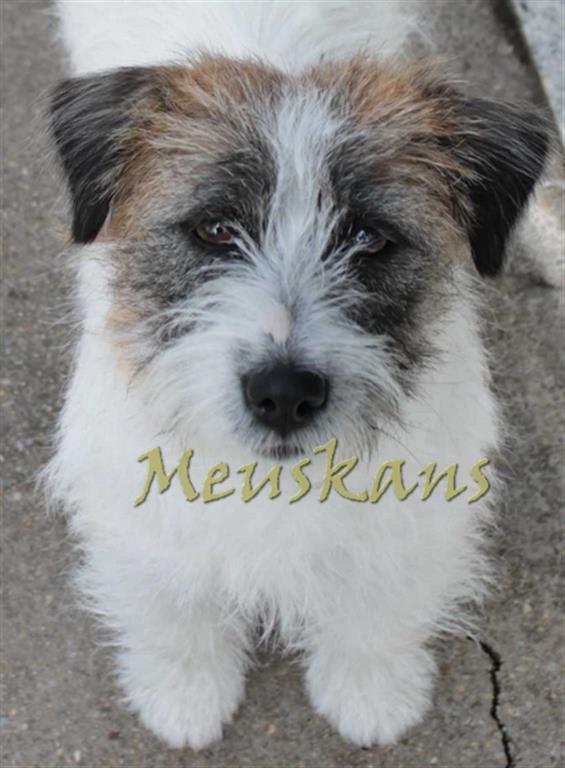 Baia de Meuskans | Jack Russell Terrier 