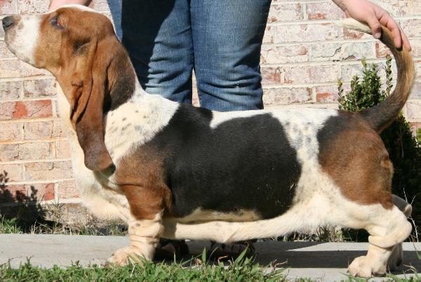 Audrina Orejas Largas | Basset Hound 