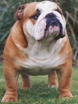 Ocobo Tully | Bulldog 