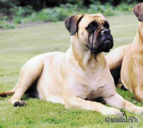 QUEEN OF DIAMONDS VOM FRANKENTAL | Bullmastiff 