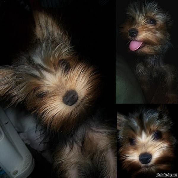 LuLu | Yorkshire Terrier 