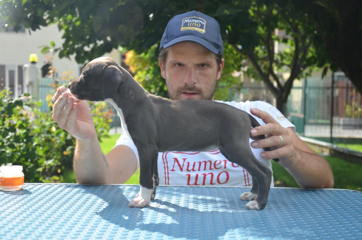 Golden Kyon Ombra | American Staffordshire Terrier 