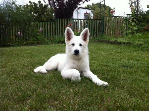 Rasco vom Altvilstal | White Swiss Shepherd Dog 