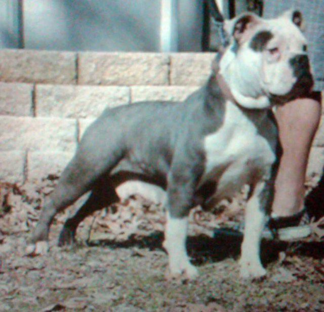 Tony Moore's White head mariah | Olde English Bulldogge 