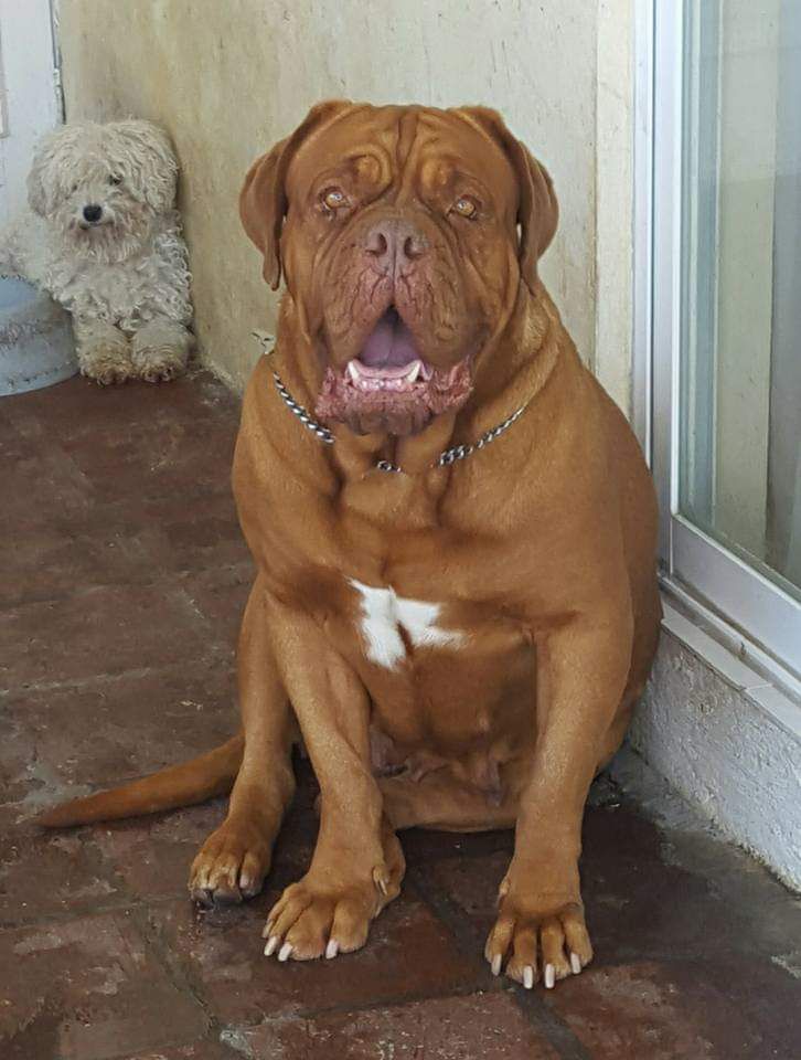 África Tenorio | Dogue de Bordeaux 