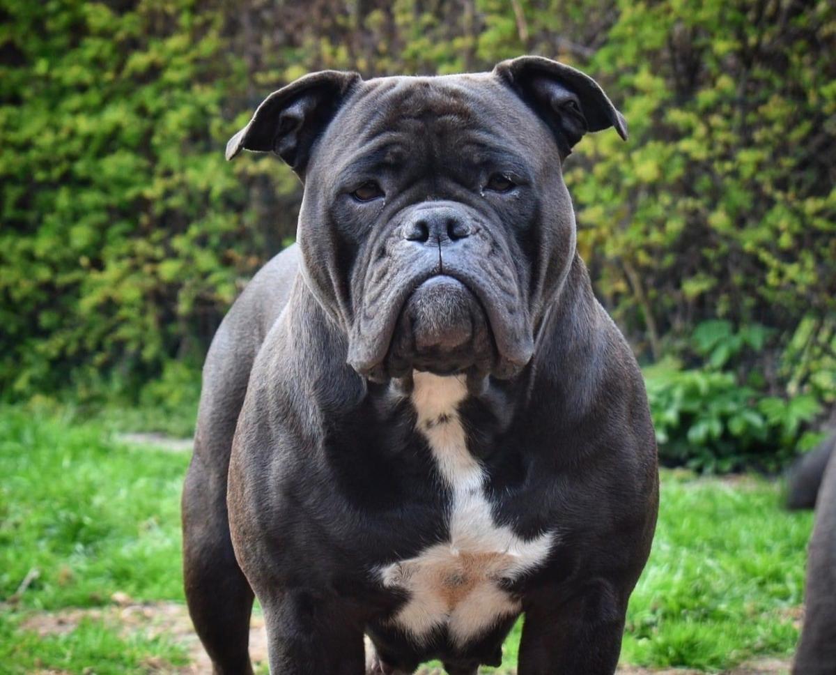 Dreambulls Askepot | Olde English Bulldogge 