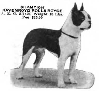 Ravenroyd Rolls Royce (271423) | Boston Terrier 