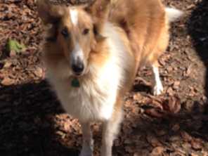 La Bonnie We Lass Tru-Vu | Rough Collie 