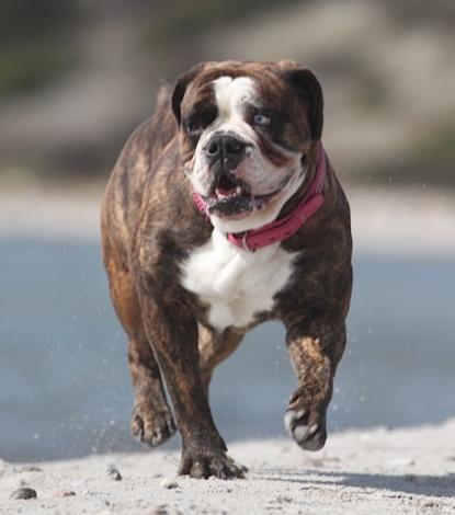 Ostergaard's Mathilde | Olde English Bulldogge 