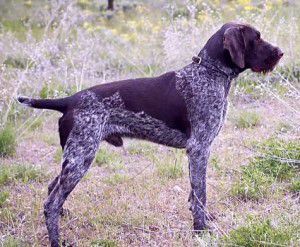 Finn vom Felsengebirge | German Wirehaired Pointer 