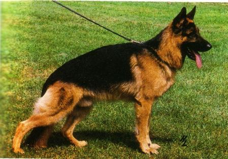 Elko vom Haus Pontone | German Shepherd Dog 