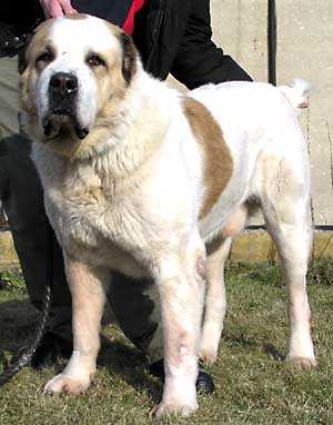 CHAN TSARANDOY ALU -Krim | Central Asian Shepherd Dog 