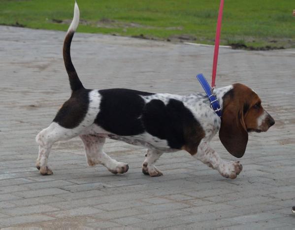 Amelhuk Hester of May Life | Basset Hound 