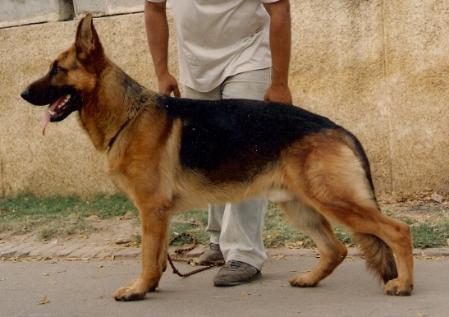 Visum von der Grafschaft Mark | German Shepherd Dog 