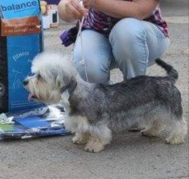 El Amigo Dandie Eledgy of Love | Dandie Dinmont Terrier 