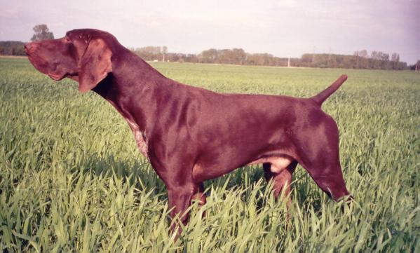 Demon de la Porte de Becray | German Shorthaired Pointer 