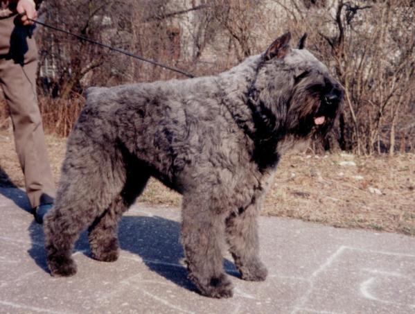 Basko Rianne v.d. Kimbasko Hoeve | Bouvier des Flandres 