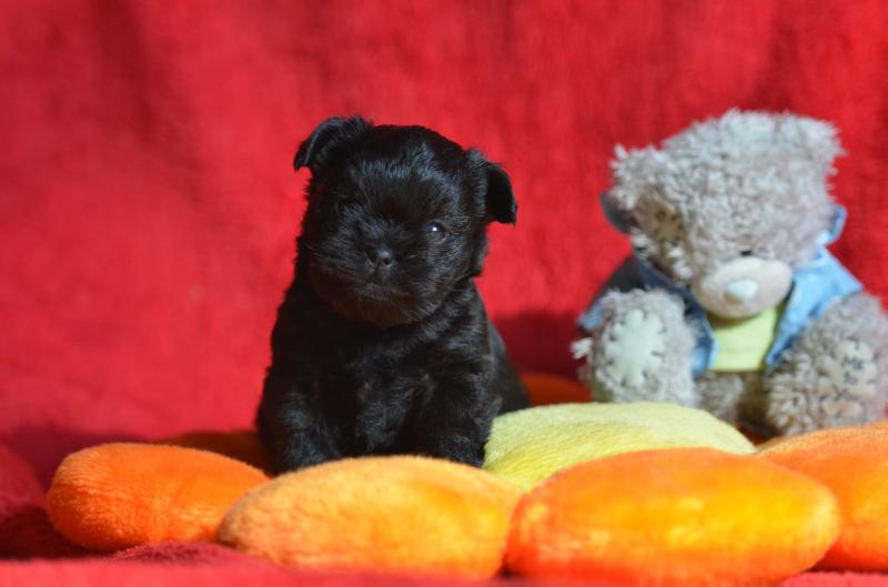 Dreamberry Harry Potter | Affenpinscher 