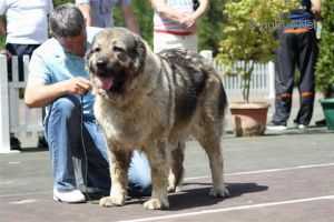 Gipsy Queen Iz Ruskog Izvora | Caucasian Mountain Dog 