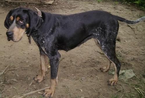 CoolWater Blue Dixie | Bluetick Coonhound 