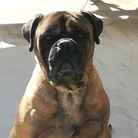 ALAN (soulpride) | Bullmastiff 