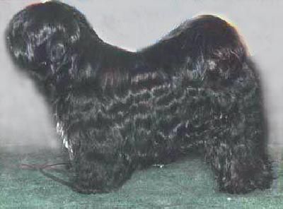 SILGARHI EMPEDOCLES | Tibetan Terrier 