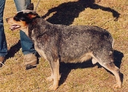 Turrella Blue Fame | Australian Cattle Dog 