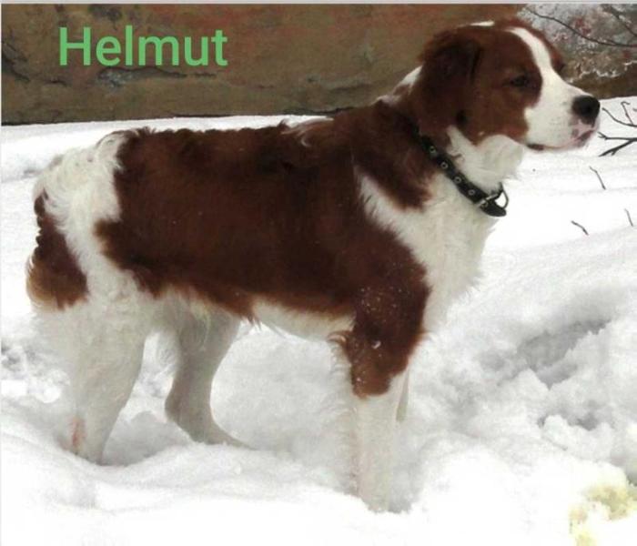 HELMUT (2010) | Brittany 