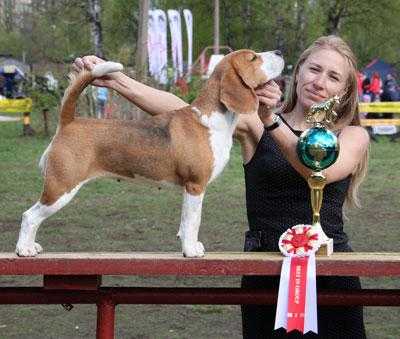 Absolutely Spotless Henna | Beagle 