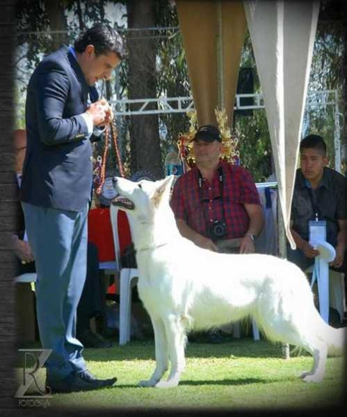 Pasión De La Condesa del Alba | White Swiss Shepherd Dog 