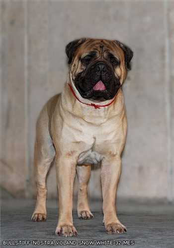 Bullstiff Nostra Voland Snow White | Bullmastiff 