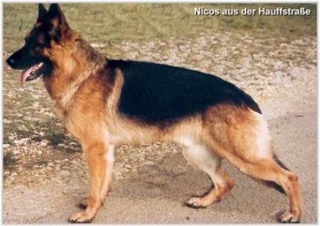 Nicos aus der Hauffstraße | German Shepherd Dog 