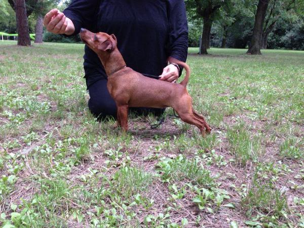 Ginevradejbarghest | Miniature Pinscher 