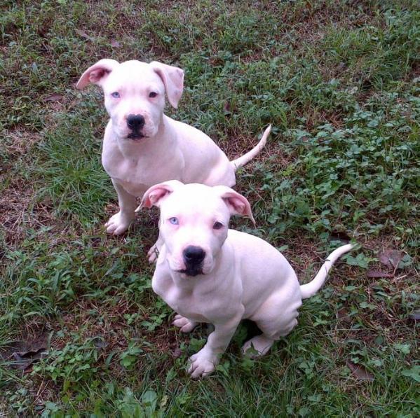Mars Hill's Casper | American Bulldog 
