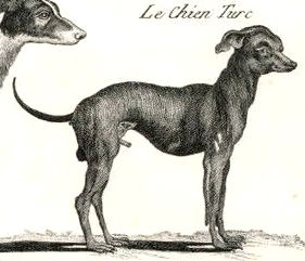 Turkish Hairless (c.1770) | Xoloitzcuintli 