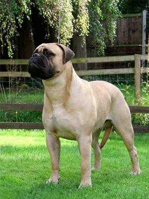 Old Manila's Whisky Mac For Optimus | Bullmastiff 