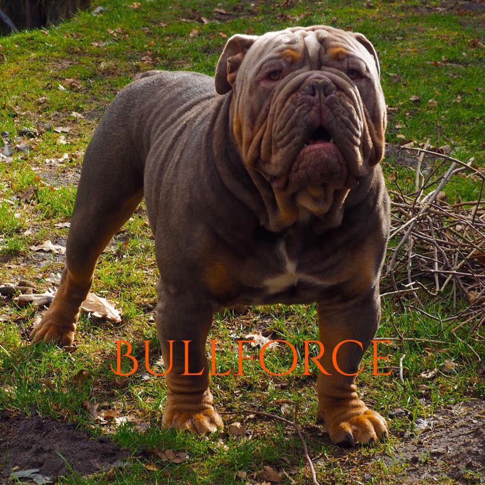 Albion Bulls' Kaiser | Olde English Bulldogge 