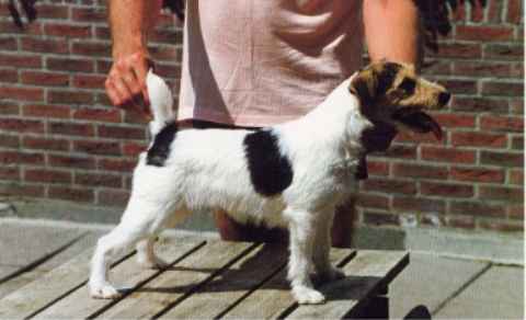 CWM Cadno Tantrum | Parson Russell Terrier 